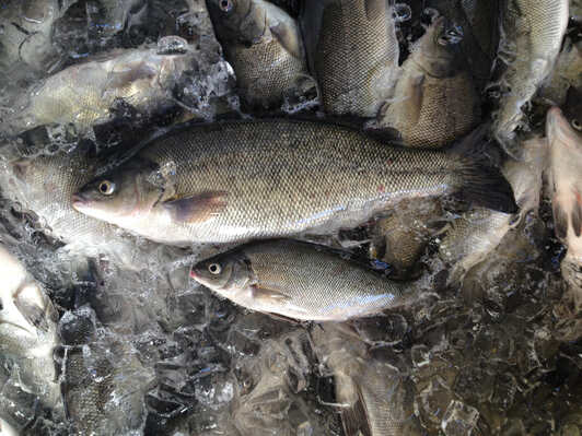 Silver Perch Queensland